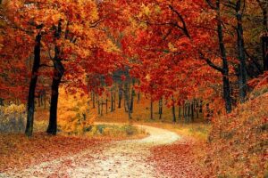 Chemin qui s'enfonce en forêt en automne