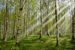 Forêt de bouleaus : Comment diminuer les allergies respiratoires avec la réflexologie?