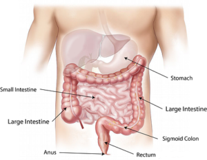 Image d'organes internes