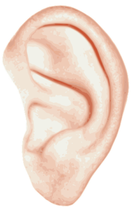 Image d'une oreille