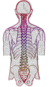 Squelette de la colonne vertébrale