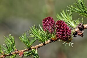 photo d'un Mélèze qui fait partie des astuces naturelles pour soulager l'arthrose