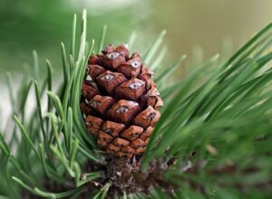 photo d'une pomme de pin sur sa branche qui sont des astuces pour soulager l'arthrose