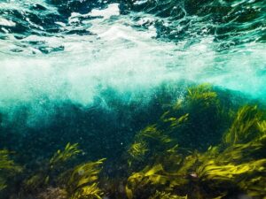 Photo de la mer et des algues qui font partie des astuces naturelles pour soulager l'arthrose
